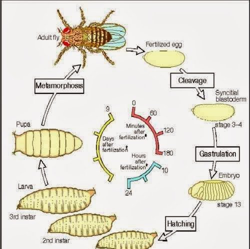 Fruit Fly Life Cycle