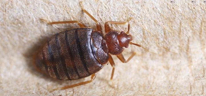 How Much Does Bed Bug Extermination Cost?